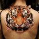 Tiger Tattoos Cover